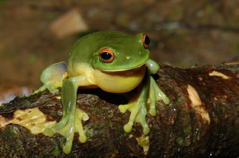 Red-Eyed_Tree_Frog__Litoria_chloris__018.jpg