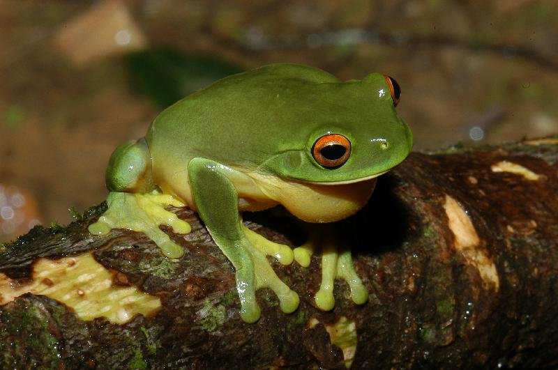 Red-Eyed_Tree_Frog__Litoria_chloris__020.jpg