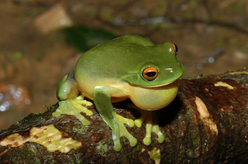 Red-Eyed_Tree_Frog__Litoria_chloris__022.jpg