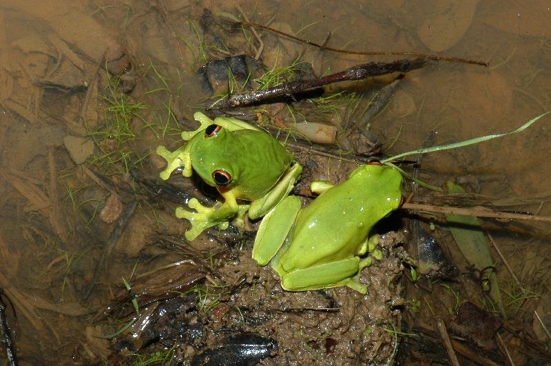 Red-Eyed_Tree_Frog__Litoria_chloris__023.jpg