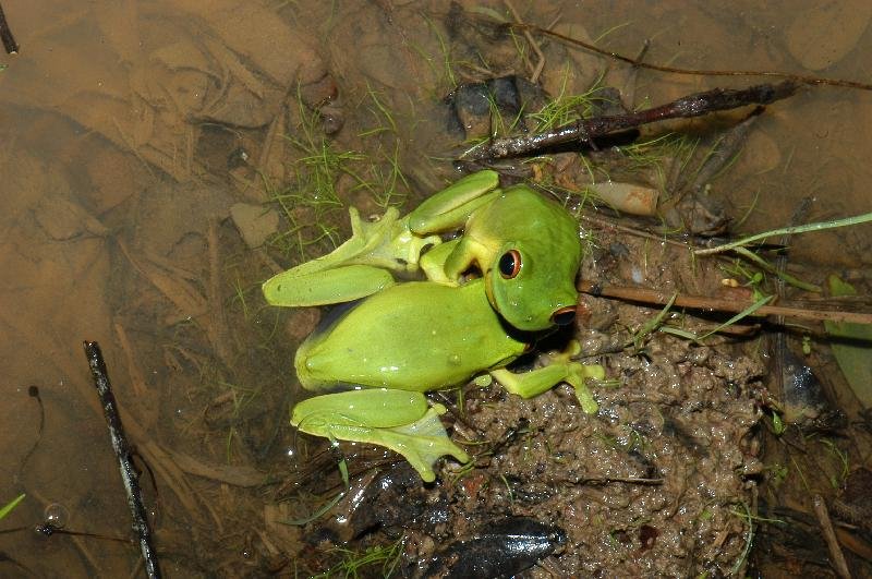 Red-Eyed_Tree_Frog__Litoria_chloris__024.jpg