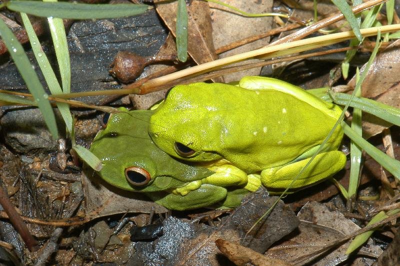 Red-Eyed_Tree_Frog__Litoria_chloris__029.jpg