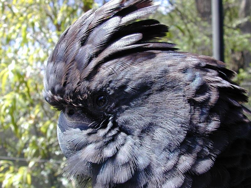 Red-tailed_Black-Cockatoo__Calyptorhynchus_banksii__002.jpg