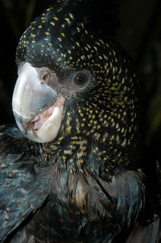 Red-tailed_Black-Cockatoo__Calyptorhynchus_banksii__005.jpg