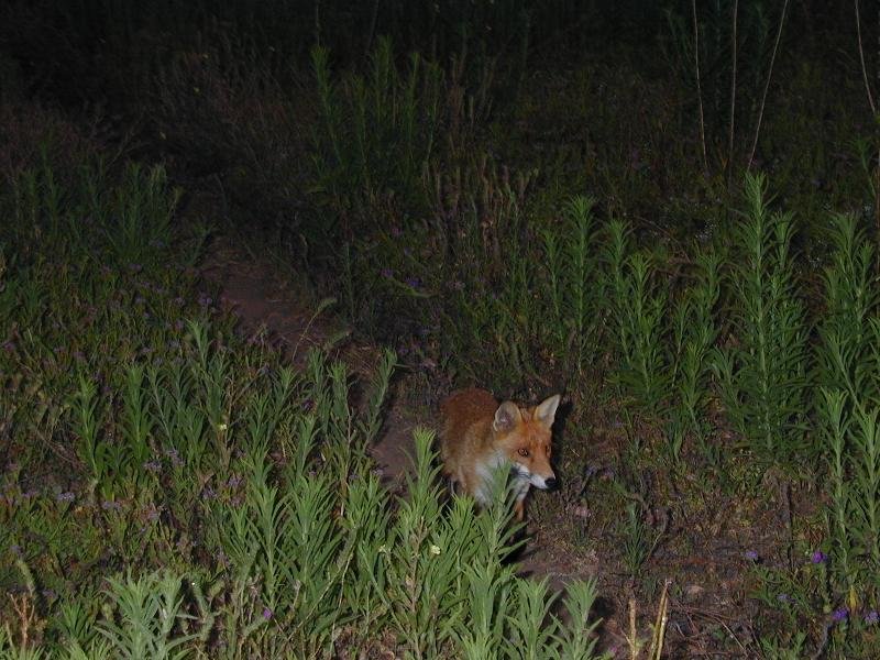 Red_Fox__Vulpes_vulpes__001.jpg