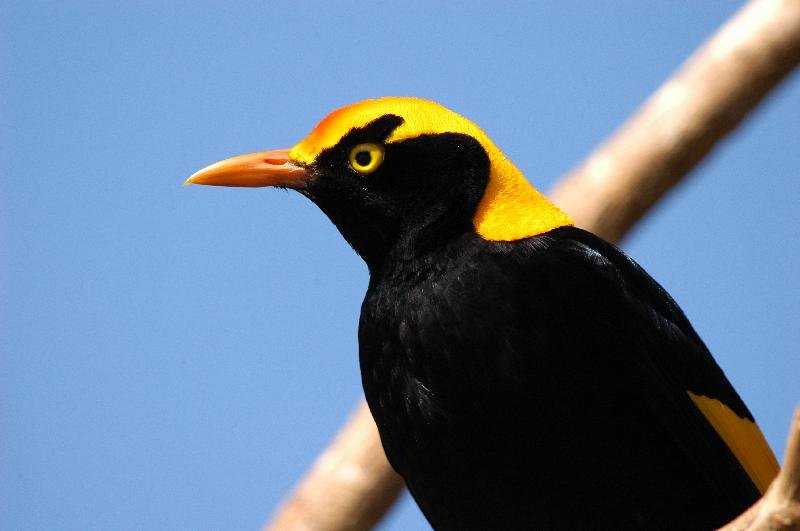 Regent_Bowerbird__Sericulus_chrysocephalus__025.jpg