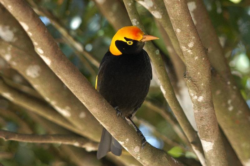 Regent_Bowerbird__Sericulus_chrysocephalus__027.jpg