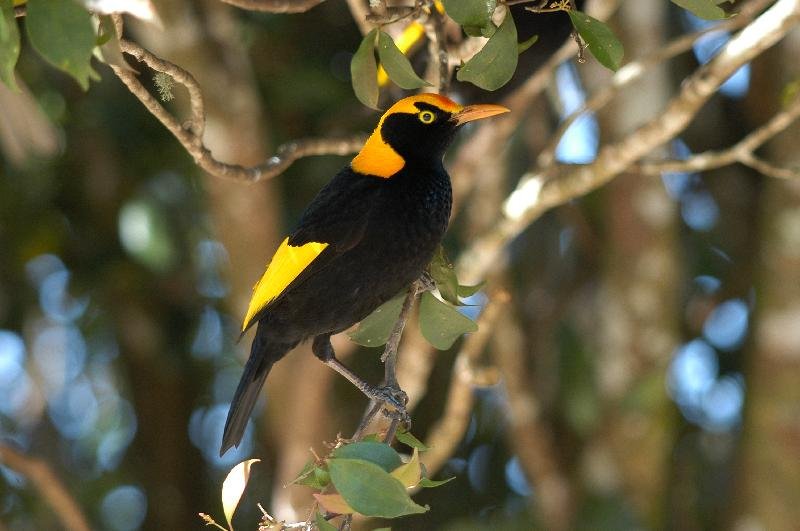 Regent_Bowerbird__Sericulus_chrysocephalus__029.jpg