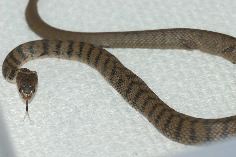 Rough-Scaled_Snake__Tropidechis_carinatus__013.jpg