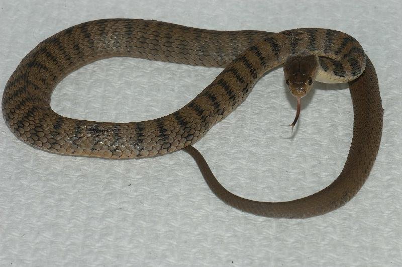 Rough-Scaled_Snake__Tropidechis_carinatus__019.jpg