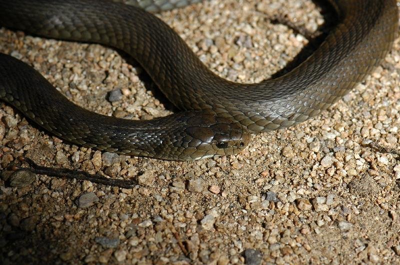 Rough-Scaled_Snake__Tropidechis_carinatus__023.jpg