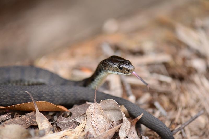 Rough-Scaled_Snake__Tropidechis_carinatus__029.jpg