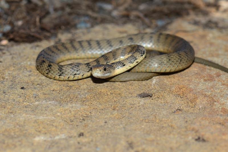 Rough-Scaled_Snake__Tropidechis_carinatus__036.jpg