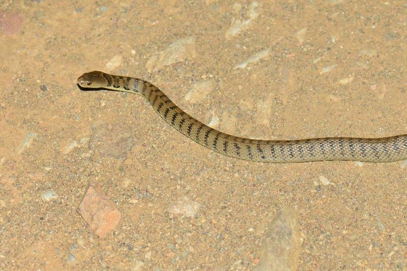 Rough-Scaled_Snake__Tropidechis_carinatus__040.jpg