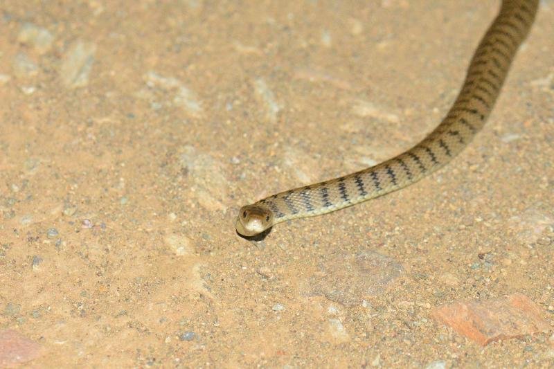 Rough-Scaled_Snake__Tropidechis_carinatus__041.jpg