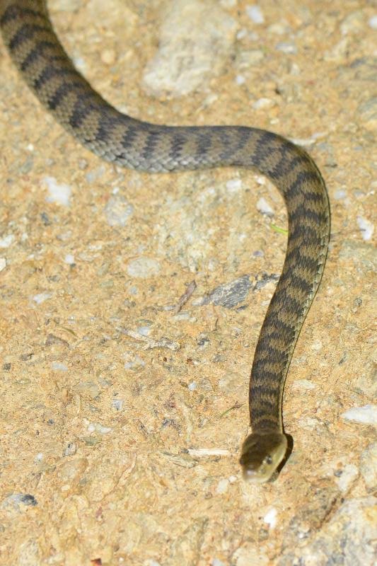 Rough-Scaled_Snake__Tropidechis_carinatus__045.jpg