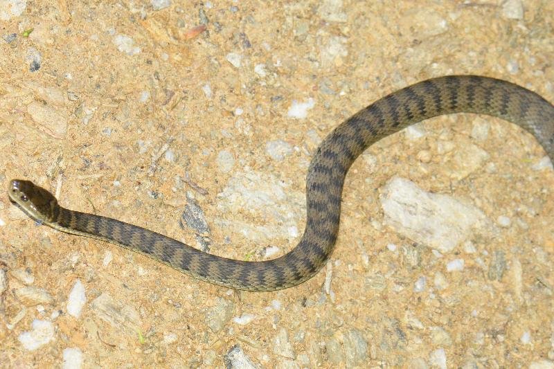 Rough-Scaled_Snake__Tropidechis_carinatus__047.jpg