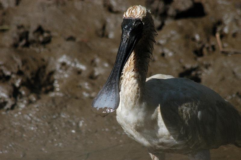 Royal_Spoonbill__Platalea_regia__002.jpg