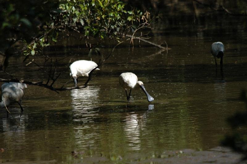 Royal_Spoonbill__Platalea_regia__003.jpg