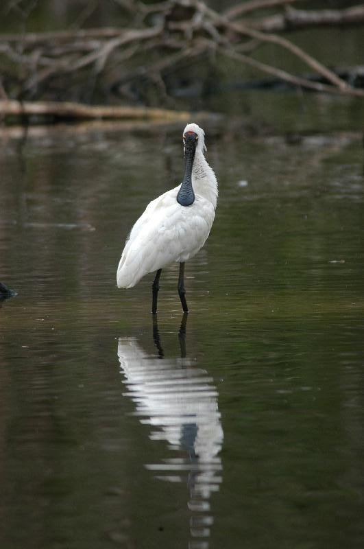 Royal_Spoonbill__Platalea_regia__005.jpg