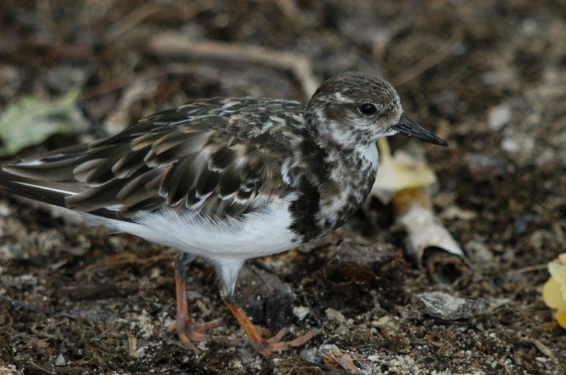 Ruddy_Turnstone__Arenaria_interpres__001.jpg