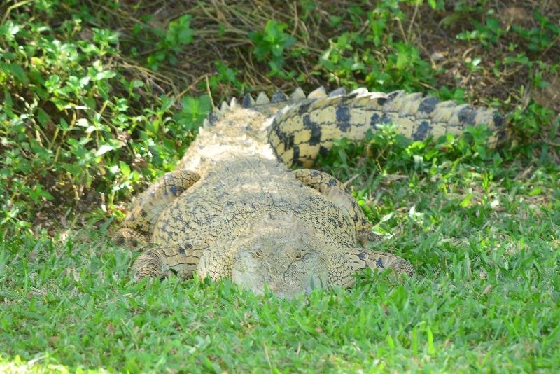 Saltwater_Crocodile__Crocodylus_porosus__009.jpg