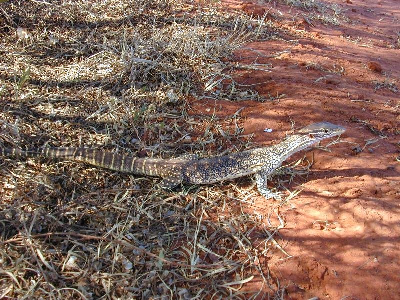 Sand_Goanna__Gould's_Goanna___Varanus_gouldii__003.jpg