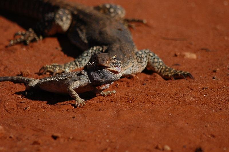 Sand_Goanna__Gould's_Goanna___Varanus_gouldii__004.jpg