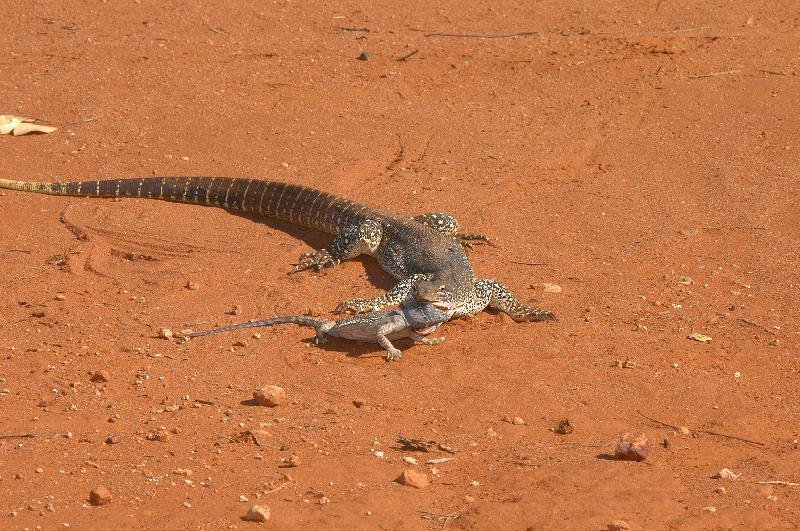 Sand_Goanna__Gould's_Goanna___Varanus_gouldii__006.jpg