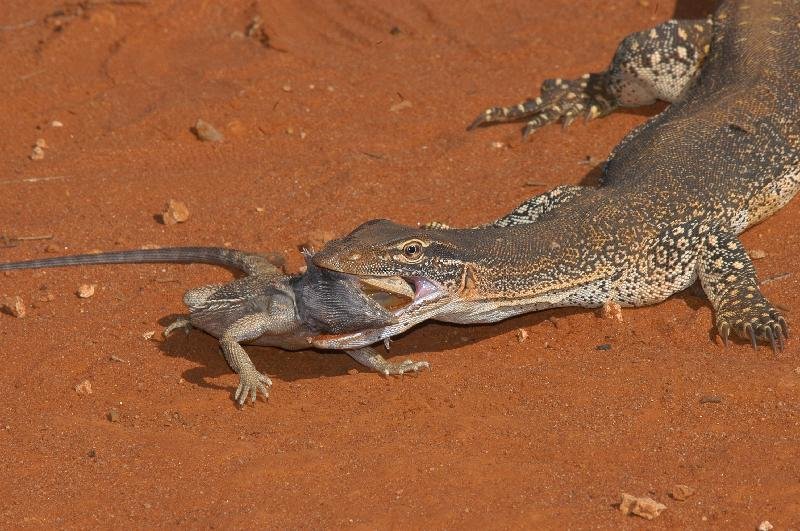 Sand_Goanna__Gould's_Goanna___Varanus_gouldii__007.jpg