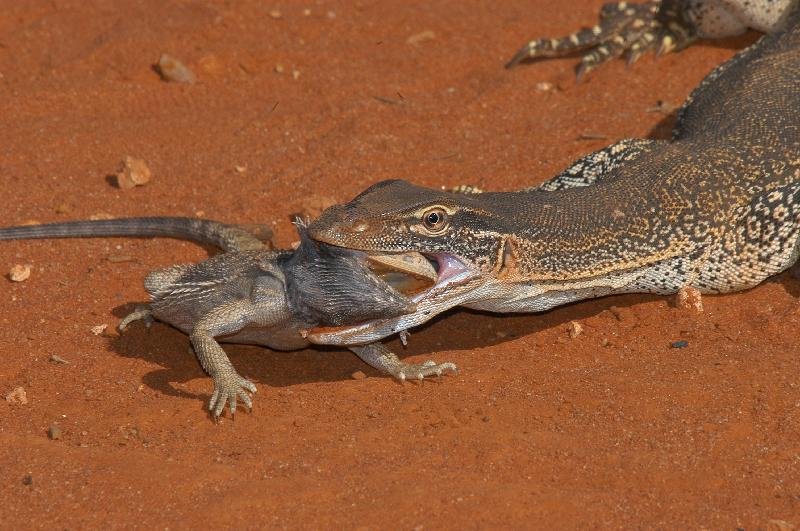 Sand_Goanna__Gould's_Goanna___Varanus_gouldii__008.jpg