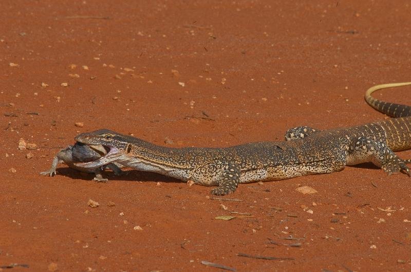 Sand_Goanna__Gould's_Goanna___Varanus_gouldii__009.jpg