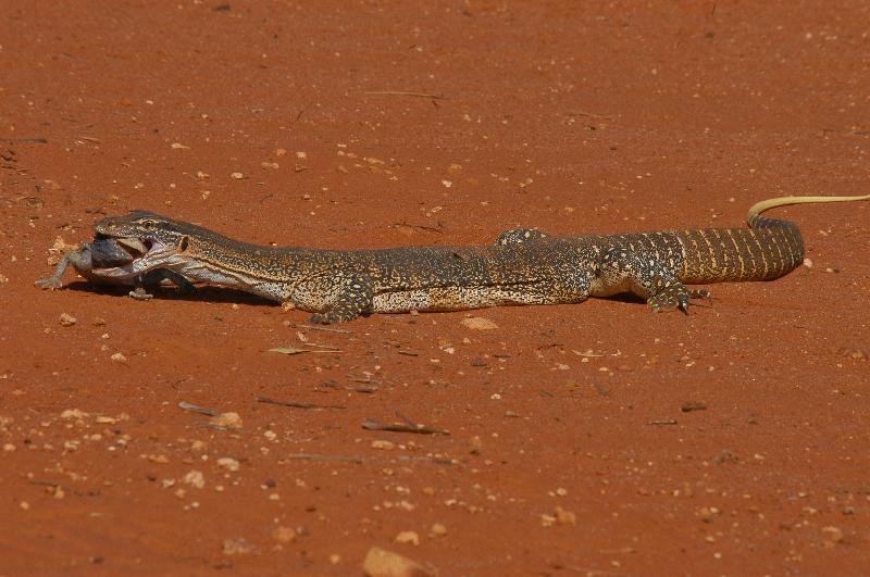 Sand_Goanna__Gould's_Goanna___Varanus_gouldii__011.jpg