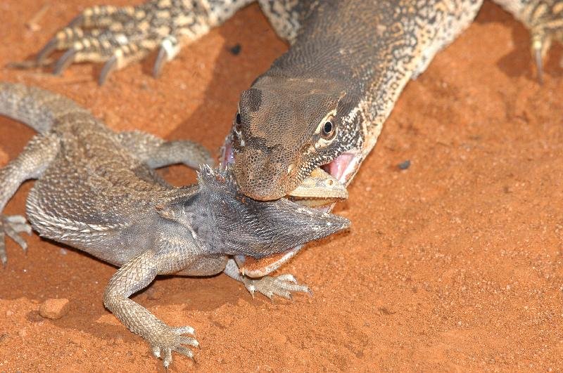 Sand_Goanna__Gould's_Goanna___Varanus_gouldii__013.jpg