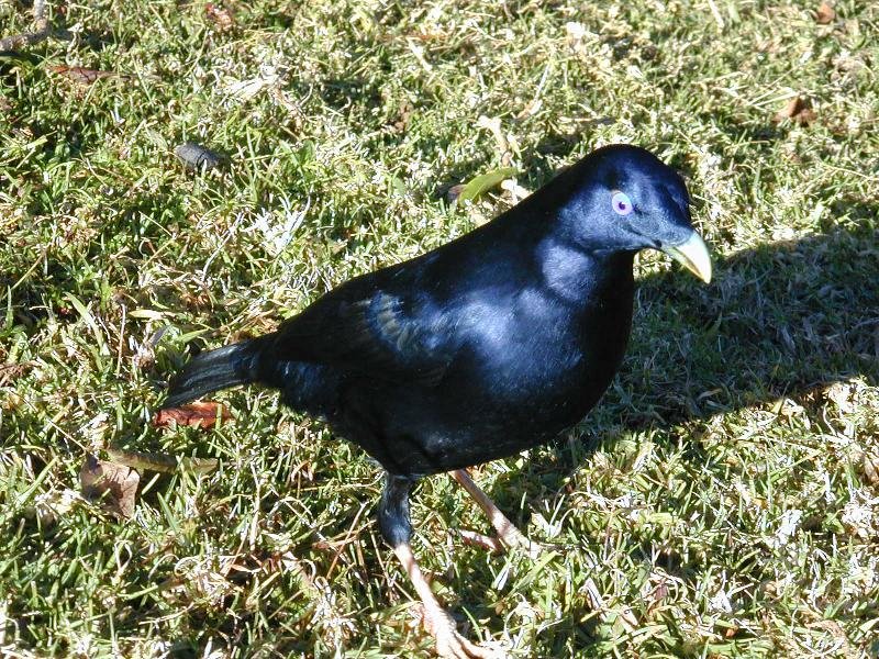 Satin_Bowerbird__Ptilonorhynchus_violaceus__005.jpg