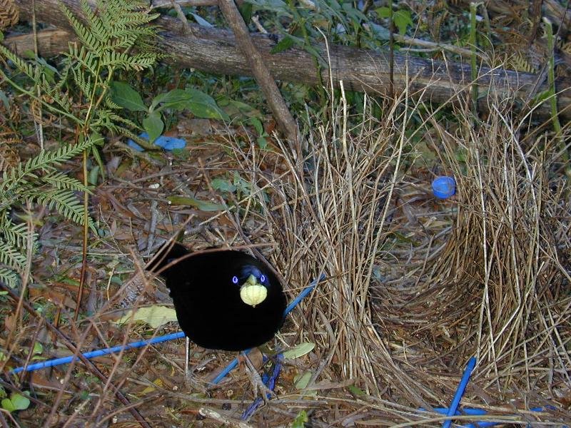 Satin_Bowerbird__Ptilonorhynchus_violaceus__009.jpg