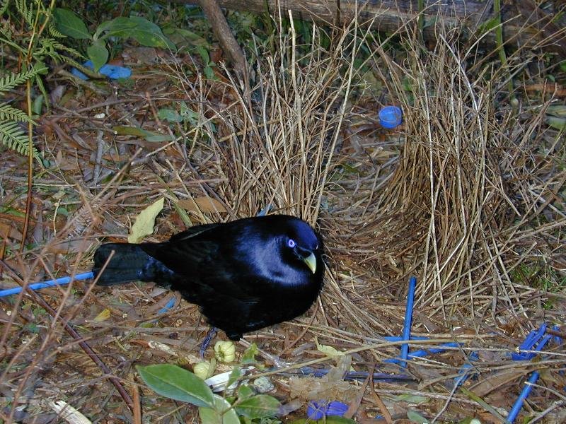 Satin_Bowerbird__Ptilonorhynchus_violaceus__010.jpg