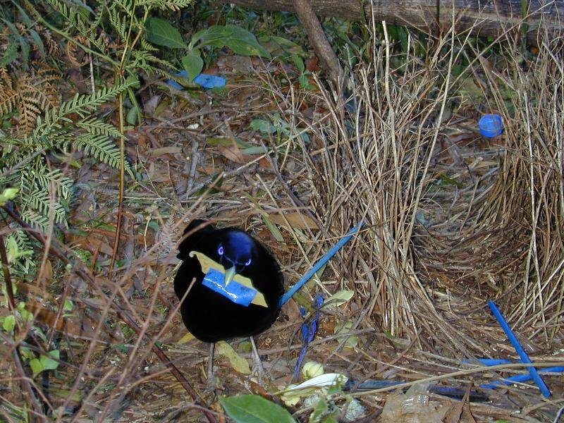 Satin_Bowerbird__Ptilonorhynchus_violaceus__011.jpg