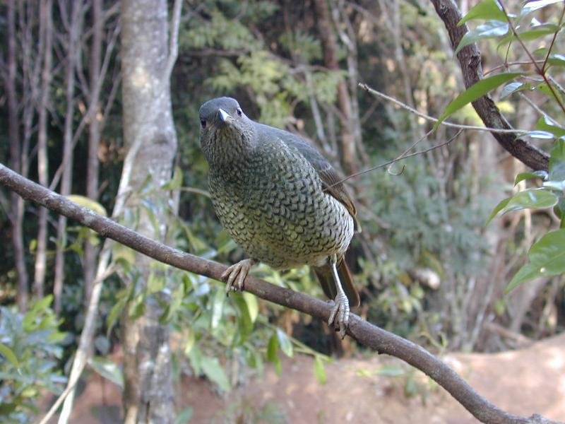 Satin_Bowerbird__Ptilonorhynchus_violaceus__013.jpg