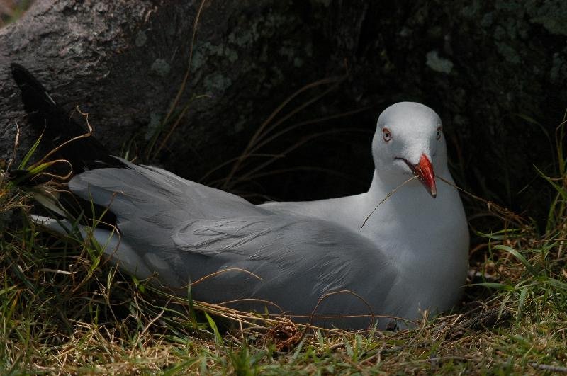 Silver_Gull__Chroicocephalus_novaehollandiae__005.jpg