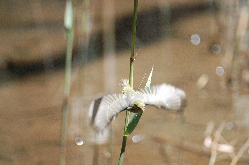 Silvereye__Zosterops_lateralis__001.jpg