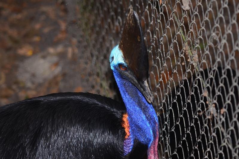 Southern_Cassowary__Casuarius_casuarius__001.jpg