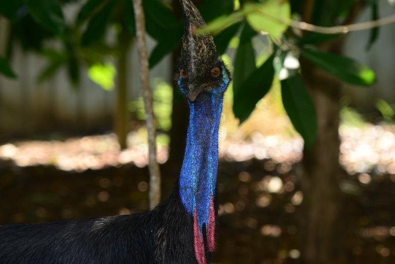 Southern_Cassowary__Casuarius_casuarius__003.jpg