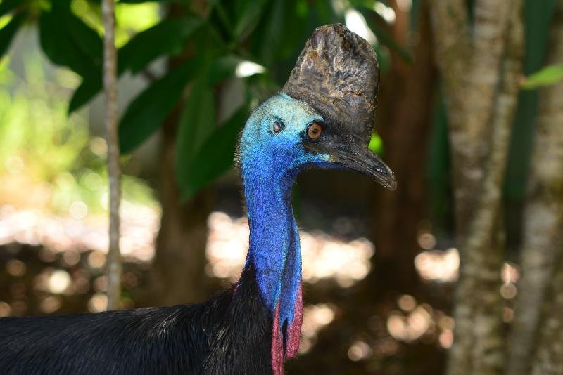 Southern_Cassowary__Casuarius_casuarius__004.jpg