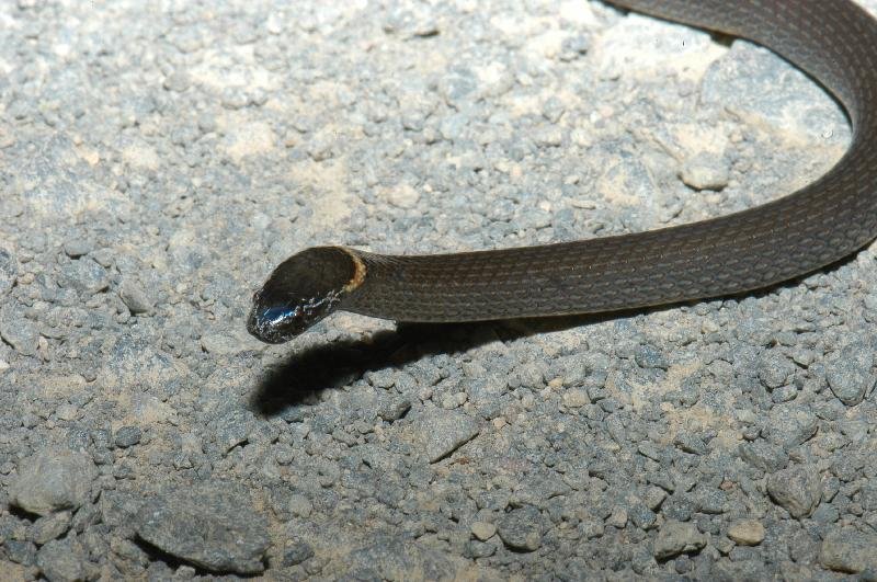 Southern_Dwarf_Crowned_Snake__Cacophis_krefftii__002.jpg