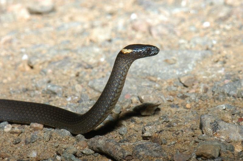 Southern_Dwarf_Crowned_Snake__Cacophis_krefftii__005.jpg