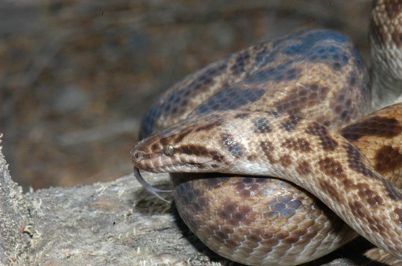 Spotted_Python__Antaresia_maculosa__002.jpg