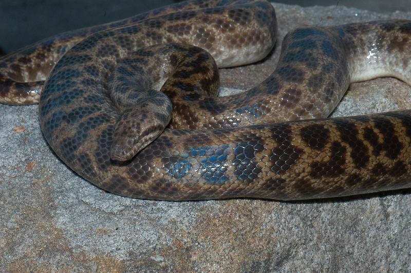 Spotted_Python__Antaresia_maculosa__010.jpg