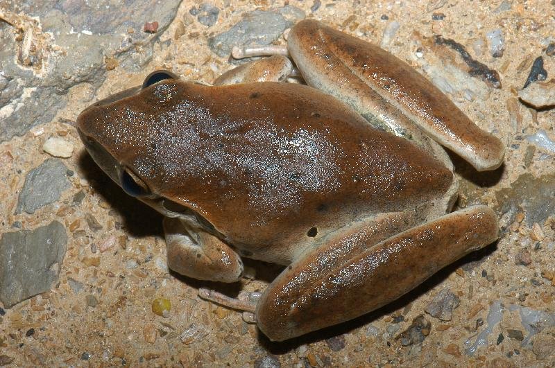 Stony-Creek_Frog__Litoria_wilcoxii__001.jpg