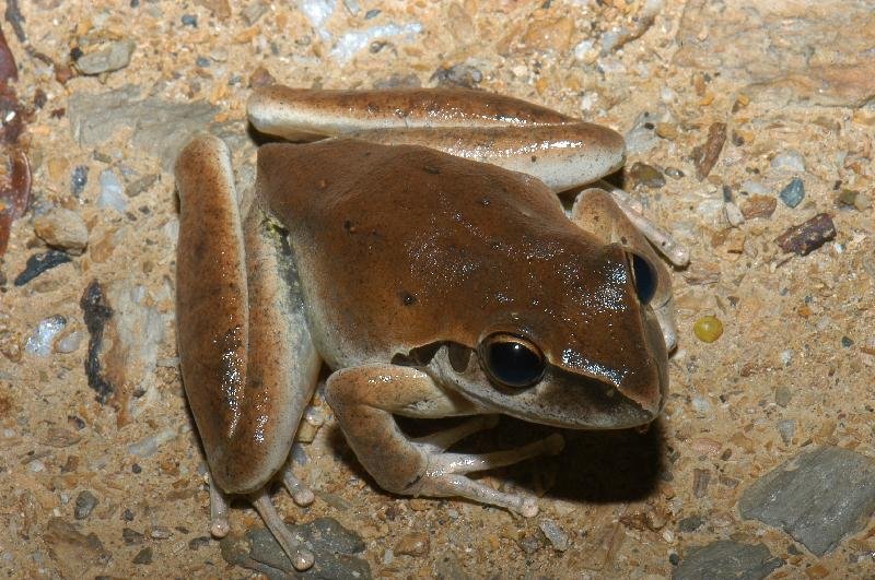 Stony-Creek_Frog__Litoria_wilcoxii__002.jpg